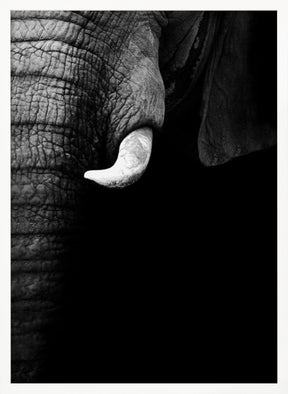 Elephant Portrait Poster