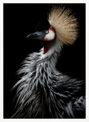 Crowned crane's portrait Poster