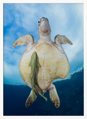 Green Sea turtle survivor Poster