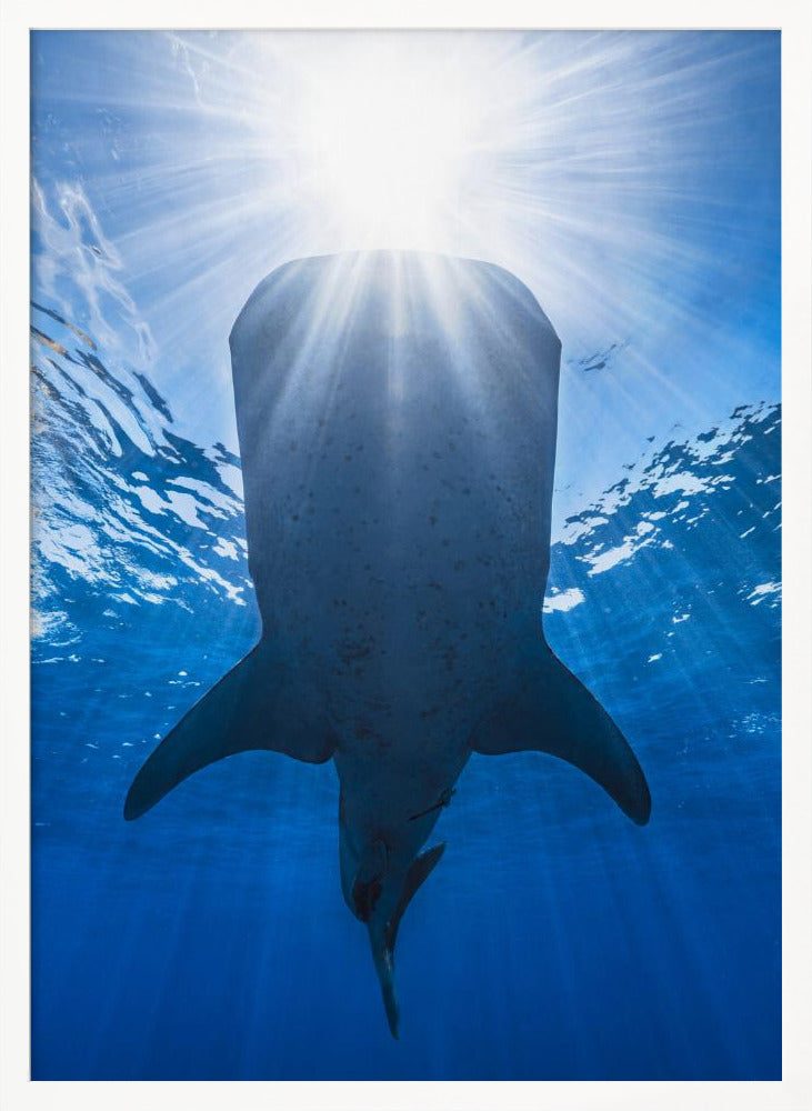 Whale shark and sun Poster