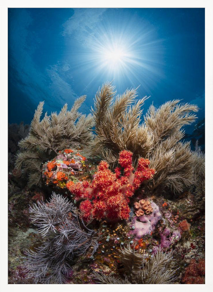 Underwater life Poster