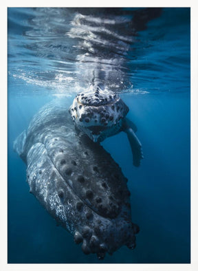 Humpback whale and calf Poster