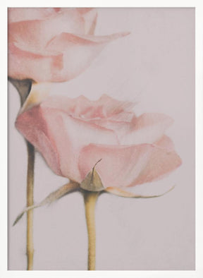 Two Roses Poster