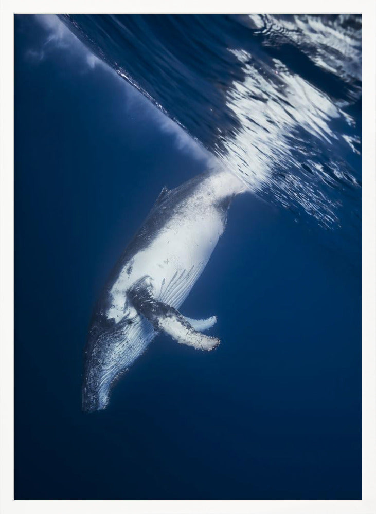 Reversing: Humpback Whale Poster