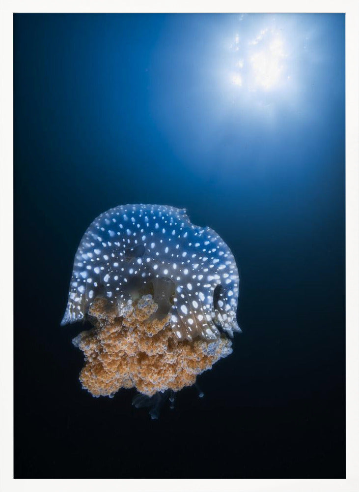 Jellyfish from Tachai pinnacle Poster