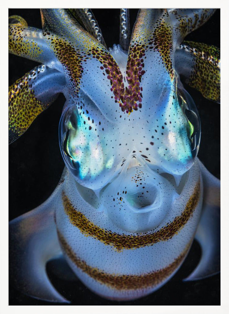 Squid close up Poster