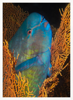 Ember parrotfish Poster