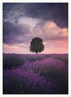 Lavender Fields, Isparta Poster