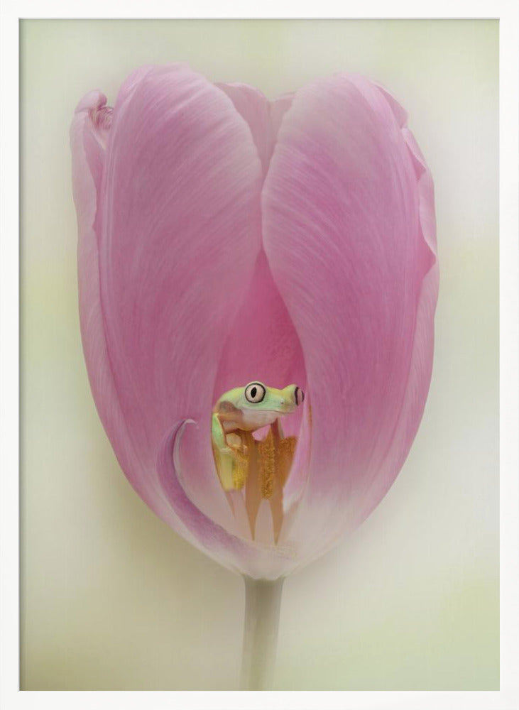 The Lemur Tree Frog and the Pink Tulip Poster