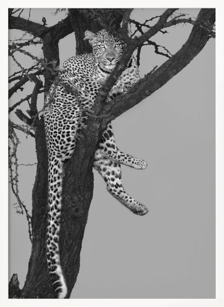 Rest On The Tree Poster