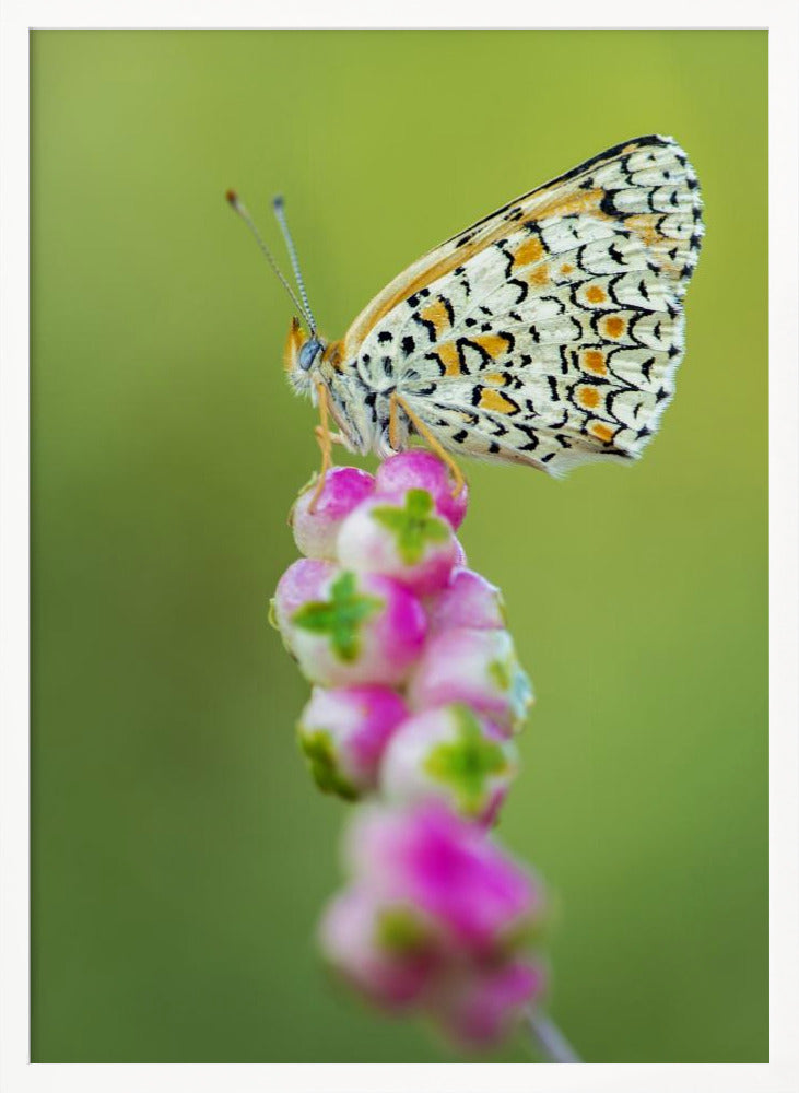 Butterfly at the tip Poster