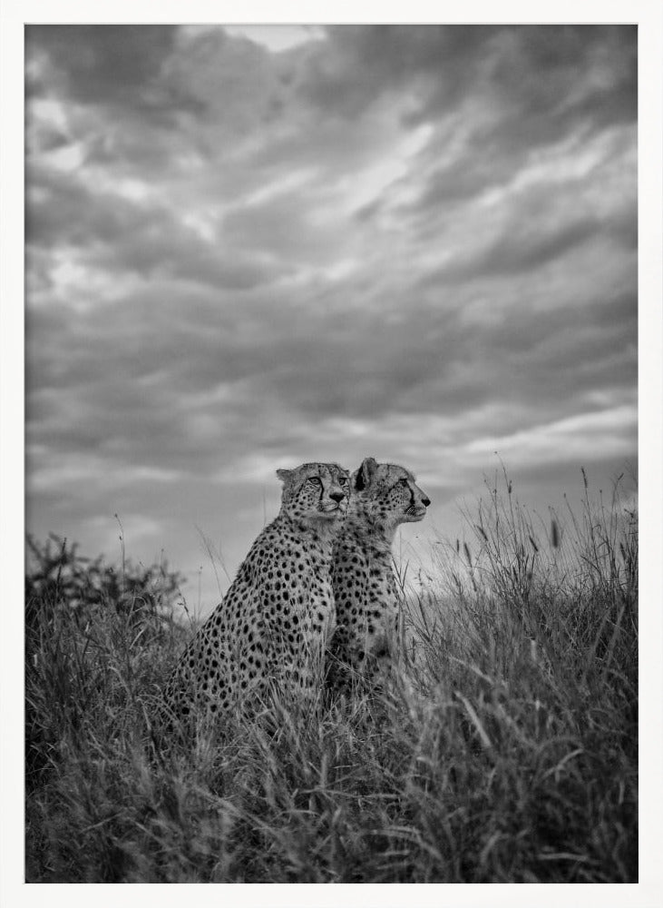 CHEETAH DREAMS Poster