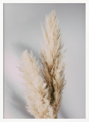 Pampas Grass Grey Poster