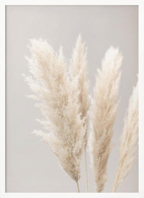 Pampas Grass Grey 02 Poster