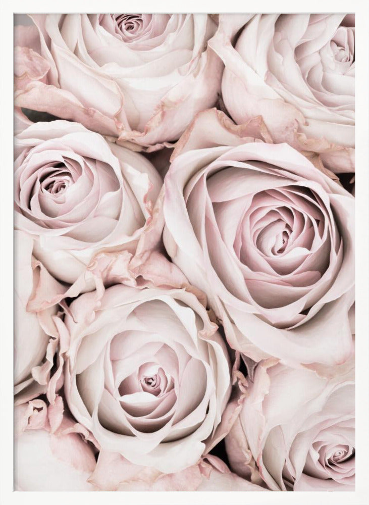 Pink Roses No 01 Poster