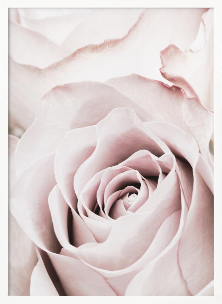 Pink Rose No 05 Poster