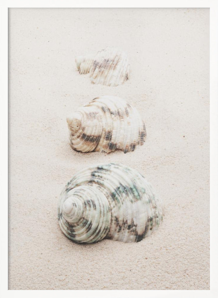 Shells Poster