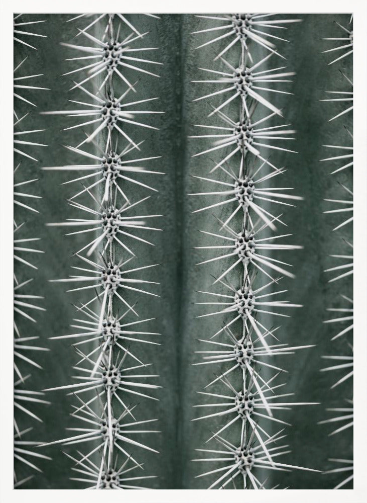 Cactus green Poster