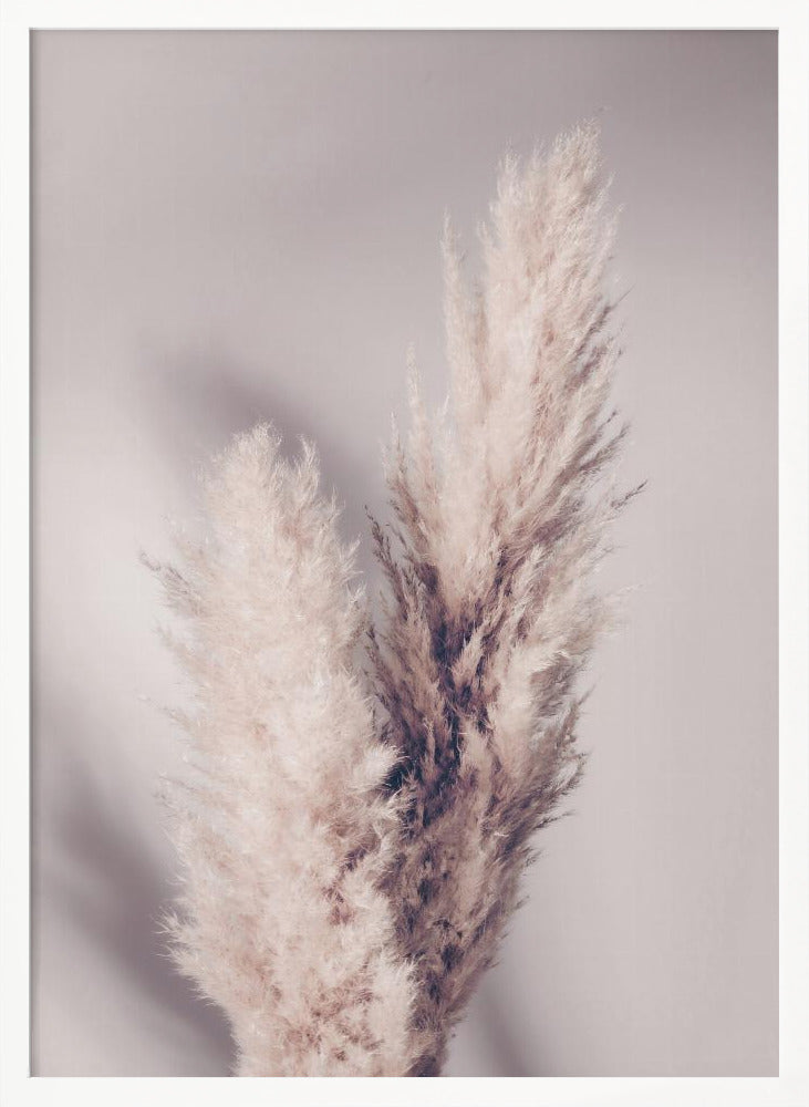 Pampas Grass Poster