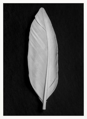 Feather_008 Poster