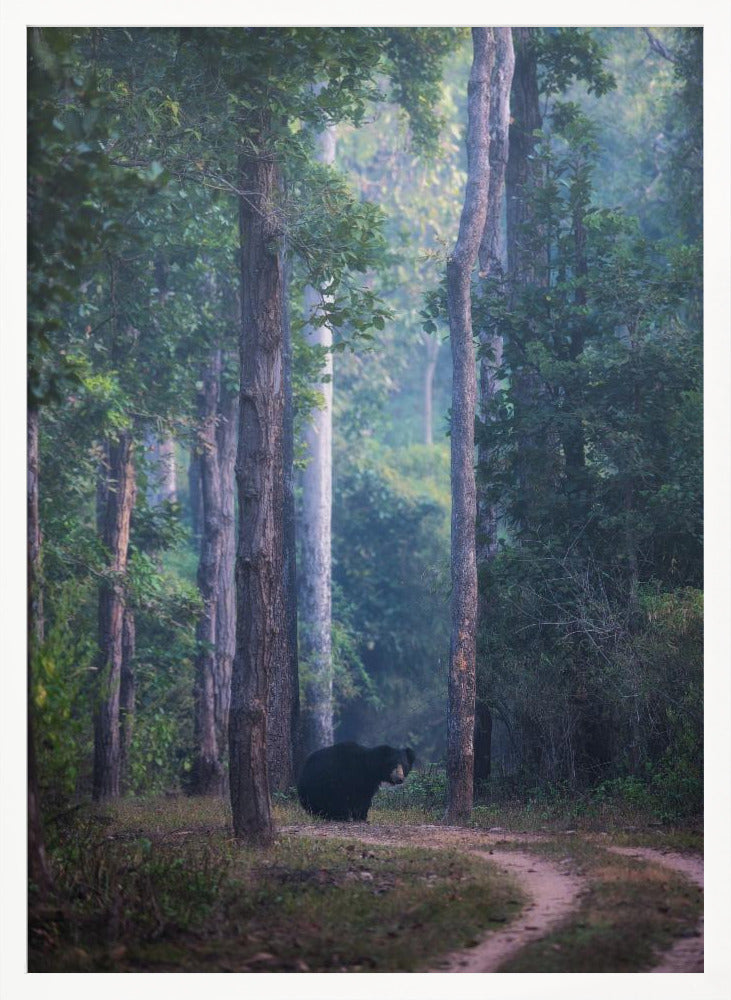 Sloth bear Poster