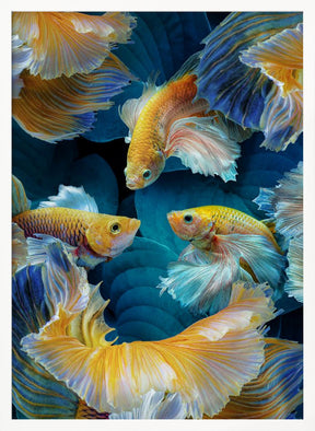 ColorFish Poster