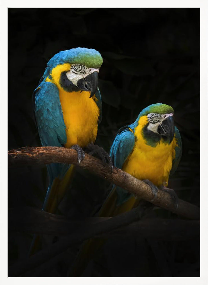 Macaw Parrots Poster