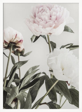 Peony 04 Poster