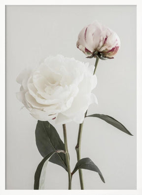 Peony 12 Poster