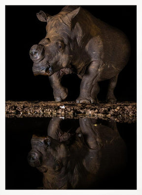 REFLEXION RHINO Poster