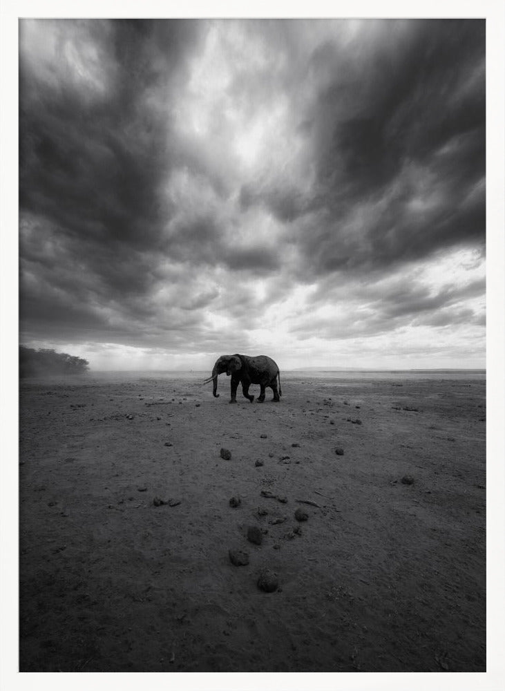 Amboseli Poster