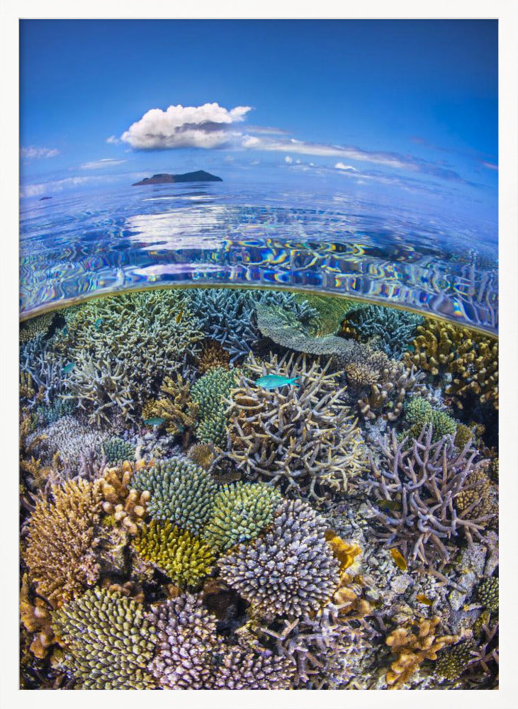 The North Reef Coral Garden Poster