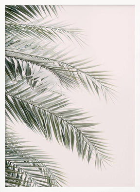 Blush Palm Leaves Poster