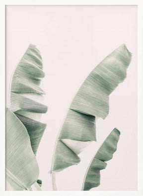 Blush Banana Leaves Poster