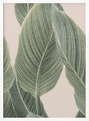 Calla Leaf Poster