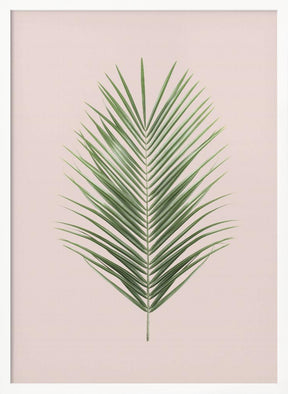 Palm Leaf Blush Poster