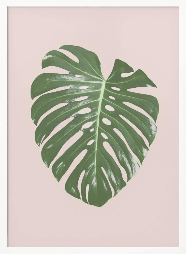 Monstera Leaf Blush Poster