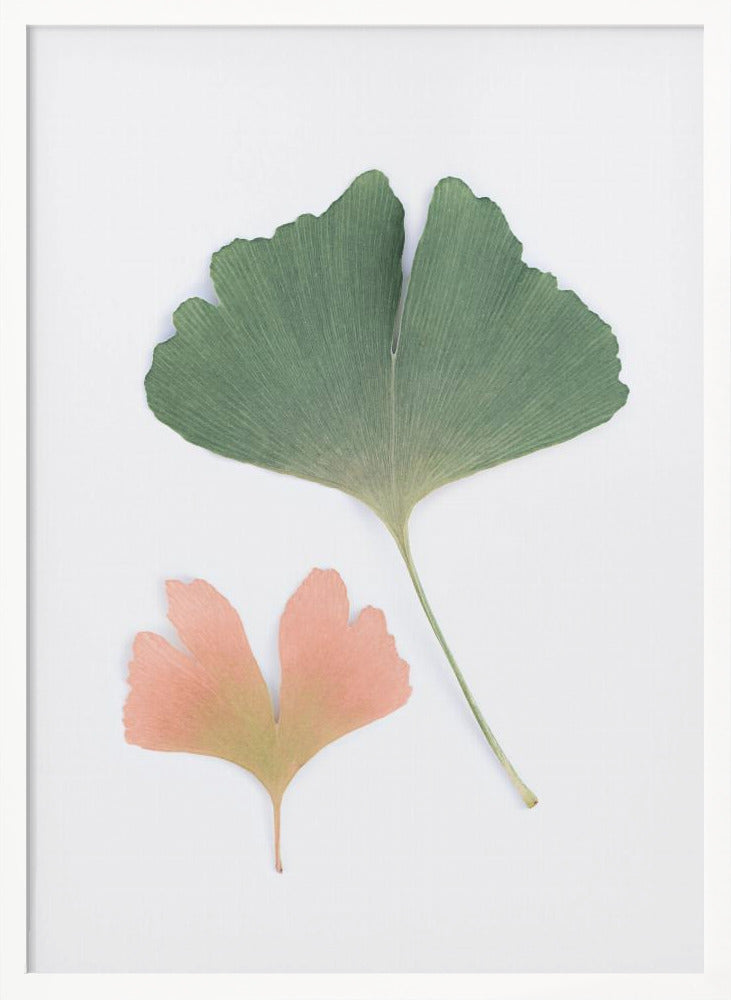 Pastel Ginkgo Poster