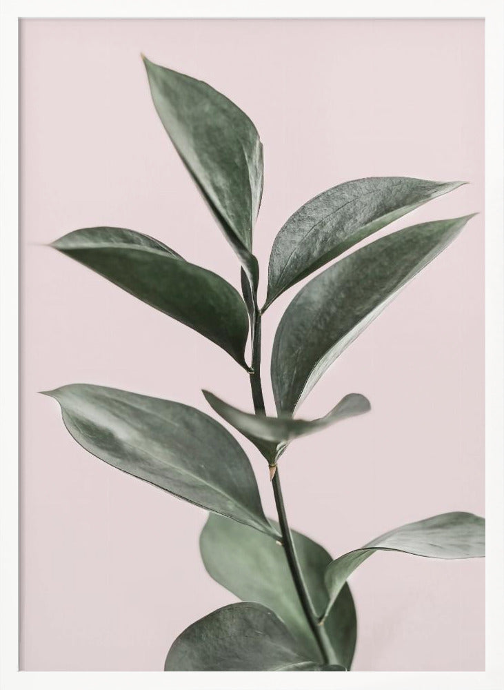 Foliage on Pink Poster