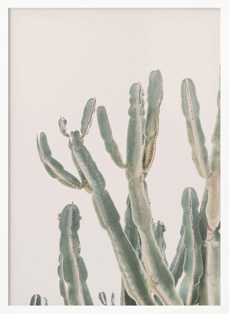 Sunrise Cactus Poster