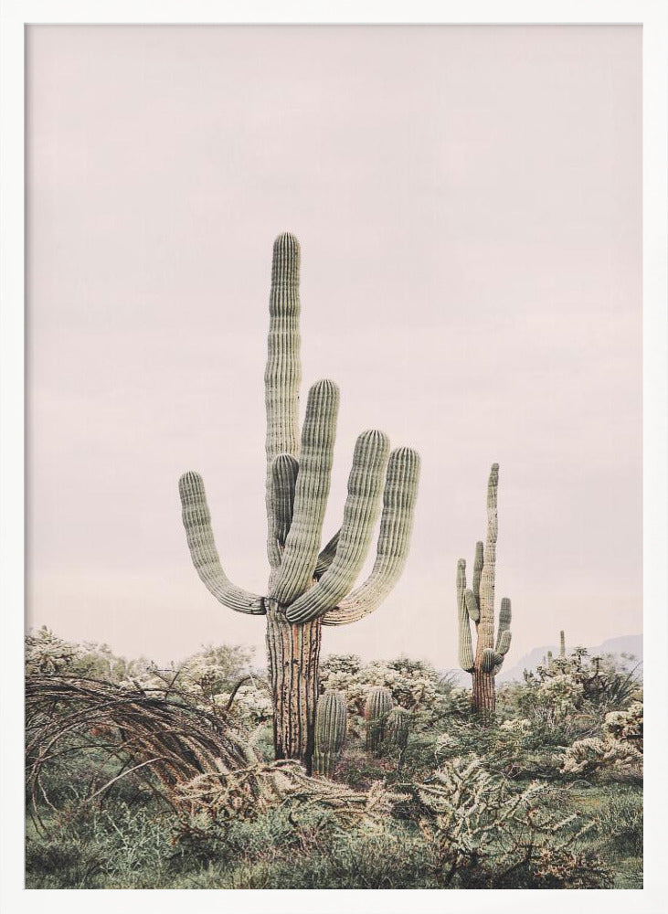 Pink Saguaro Poster