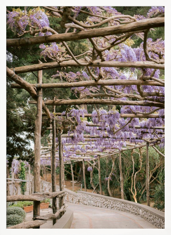 The Lavender Walkway Poster