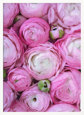 Pink ranunculus Poster