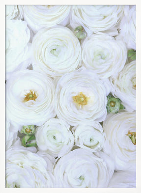 Pure white ranunculus Poster