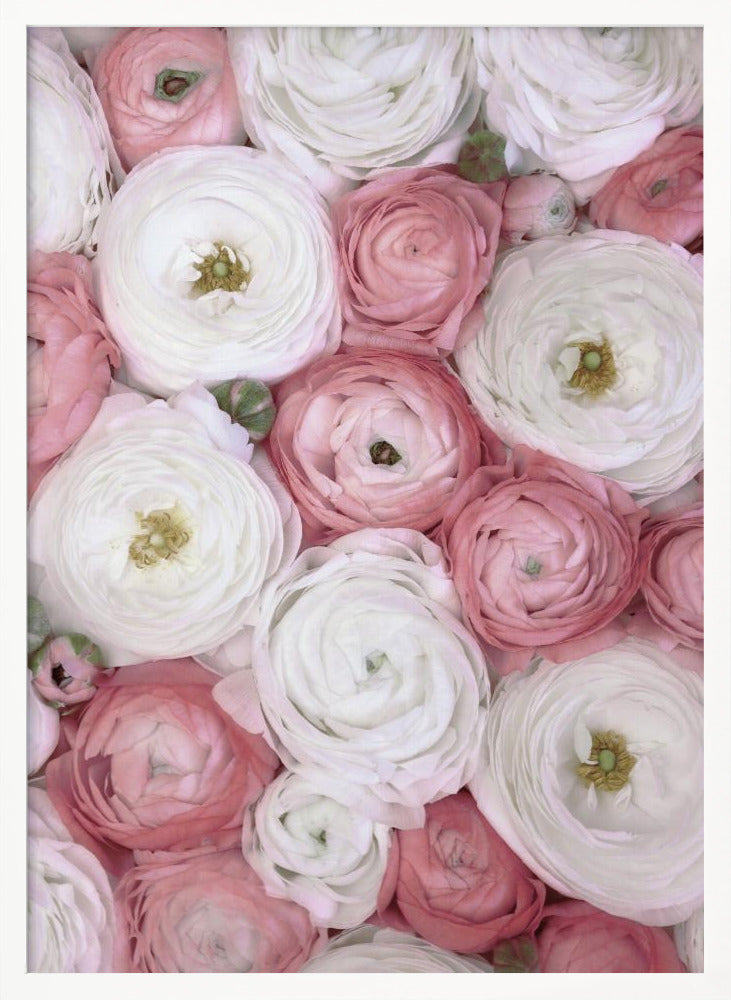 Scattered ranunculus in muted pink I Poster