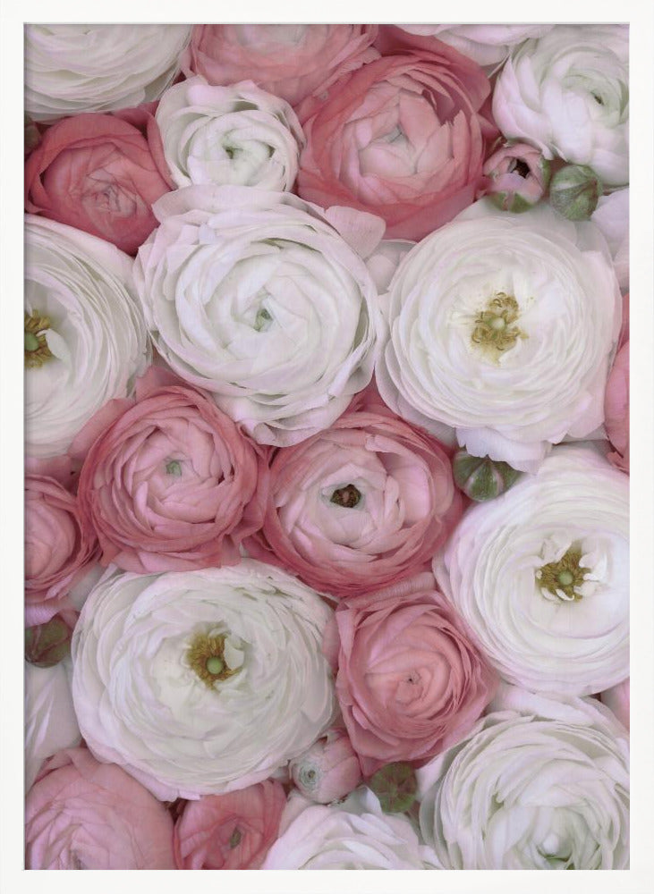 Scattered ranunculus in muted pink II Poster