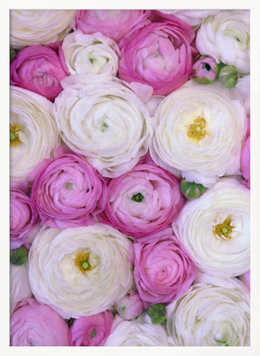 Scattered ranunculus in pink I Poster