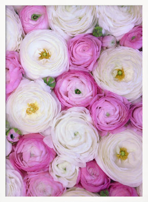 Scattered ranunculus in pink II Poster