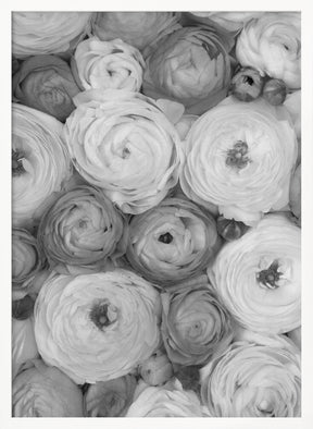 Scattered ranunculus grayscale II Poster