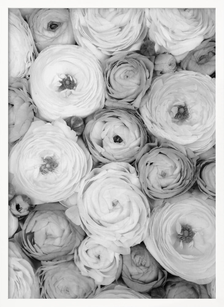 Scattered ranunculus grayscale I Poster